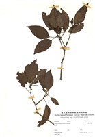 藏品(臺灣赤楊)的圖片